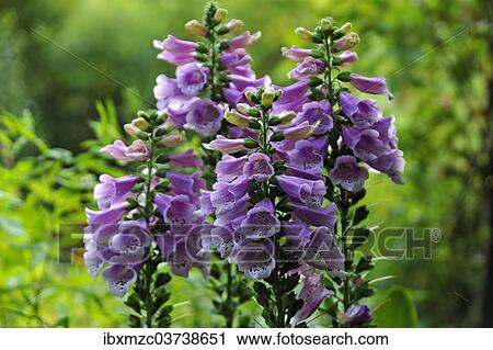 "Blooming Foxglove (Digitalis purpurea), Middle Franconia, Bavaria, Germany, Europe" View Large Photo Image Stock Image - "Blooming Foxglove (Digitalis purpurea), Middle Franconia, Bavaria, Germany, Europe". Fotosearch