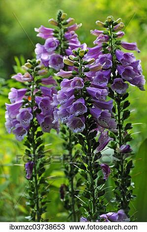 "Blooming Foxglove (Digitalis purpurea), Middle Franconia, Bavaria, Germany, Europe" View Large Photo Image Stock Image - "Blooming Foxglove (Digitalis purpurea), Middle Franconia, Bavaria, Germany, Europe". Fotosearch