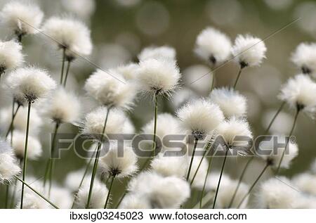 "Blooming Hare's-tail Cottongrass, Tussock Cottongrass or Sheathed Cottonsedge (Eriophorum vaginatum), Inntal, Voralpenland, Raubling, Upper Bavaria, Bavaria, Germany, Europe" View Large Photo Image Stock Image - "Blooming Hare's-tail Cottongrass, Tussock Cottongrass or Sheathed Cottonsedge (Eriophorum vaginatum), Inntal, Voralpenland, Raubling, Upper Bavaria, Bavaria, Germany, Europe". Fotosearch