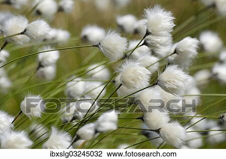 "Blooming Hare's-tail Cottongrass, Tussock Cottongrass or Sheathed Cottonsedge (Eriophorum vaginatum), Inntal, Voralpenland, Raubling, Upper Bavaria, Bavaria, Germany, Europe" View Large Photo Image Stock Image - "Blooming Hare's-tail Cottongrass, Tussock Cottongrass or Sheathed Cottonsedge (Eriophorum vaginatum), Inntal, Voralpenland, Raubling, Upper Bavaria, Bavaria, Germany, Europe". Fotosearch