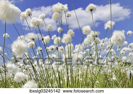 "Blooming Hare's-tail Cottongrass, Tussock Cottongrass or Sheathed Cottonsedge (Eriophorum vaginatum) against a blue sky with white clouds, Inntal, Voralpenland, Raubling, Upper Bavaria, Bavaria, Germany, Europe" View Large Photo Image Stock Image - "Blooming Hare's-tail Cottongrass, Tussock Cottongrass or Sheathed Cottonsedge (Eriophorum vaginatum) against a blue sky with white clouds, Inntal, Voralpenland, Raubling, Upper Bavaria, Bavaria, Germany, Europe". Fotosearch