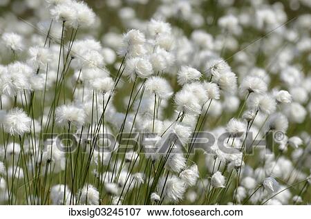 "Blooming Hare's-tail Cottongrass, Tussock Cottongrass or Sheathed Cottonsedge (Eriophorum vaginatum), Inntal, Voralpenland, Raubling, Upper Bavaria, Bavaria, Germany, Europe" View Large Photo Image Stock Photo - "Blooming Hare's-tail Cottongrass, Tussock Cottongrass or Sheathed Cottonsedge (Eriophorum vaginatum), Inntal, Voralpenland, Raubling, Upper Bavaria, Bavaria, Germany, Europe". Fotosearch