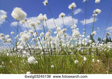 "Blooming Hare's-tail Cottongrass, Tussock Cottongrass or Sheathed Cottonsedge (Eriophorum vaginatum) against a blue sky with white clouds, Inntal, Voralpenland, Raubling, Upper Bavaria, Bavaria, Germany, Europe" View Large Photo Image Stock Photo - "Blooming Hare's-tail Cottongrass, Tussock Cottongrass or Sheathed Cottonsedge (Eriophorum vaginatum) against a blue sky with white clouds, Inntal, Voralpenland, Raubling, Upper Bavaria, Bavaria, Germany, Europe". Fotosearch