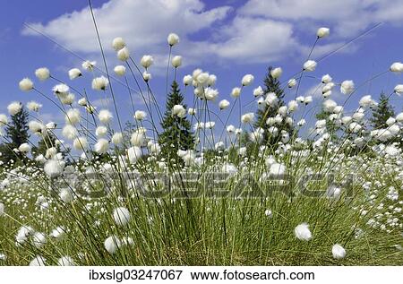 "Blooming Hare's-tail Cottongrass, Tussock Cottongrass or Sheathed Cottonsedge (Eriophorum vaginatum) against a blue sky with white clouds, Inntal, Voralpenland, Raubling, Upper Bavaria, Bavaria, Germany, Europe" View Large Photo Image Stock Photo - "Blooming Hare's-tail Cottongrass, Tussock Cottongrass or Sheathed Cottonsedge (Eriophorum vaginatum) against a blue sky with white clouds, Inntal, Voralpenland, Raubling, Upper Bavaria, Bavaria, Germany, Europe". Fotosearch