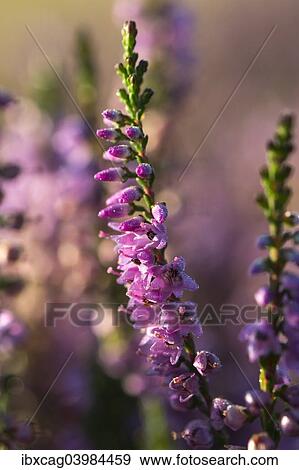"Blooming Heather (Calluna vulgaris) with dewdrops in the morning sun, Oksbol, Region of Southern Denmark, Denmark, Europe" View Large Photo Image Stock Photo - "Blooming Heather (Calluna vulgaris) with dewdrops in the morning sun, Oksbol, Region of Southern Denmark, Denmark, Europe". Fotosearch