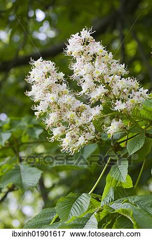 Blooming Horse-chestnut (Aesculus hippocastanum) View Large Photo Image Stock Photo - Blooming Horse-chestnut (Aesculus hippocastanum). Fotosearch