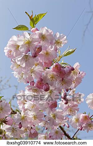 Blooming Japanese Cherry View Large Photo Image Picture - Blooming Japanese Cherry. Fotosearch