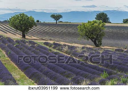 "Blooming lavender field, Plateau de Valensole in Valensole, Provence, Department Alpes-de-Haute-Provence, Provence-Alpes-Cote d'Azur, France, Europe" View Large Photo Image Stock Photo - "Blooming lavender field, Plateau de Valensole in Valensole, Provence, Department Alpes-de-Haute-Provence, Provence-Alpes-Cote d'Azur, France, Europe". Fotosearch