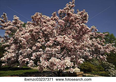"Blooming Magnolia (Magnolia) in the city park with a blue sky, Nuremberg, Middle Franconia, Bavaria, Germany, Europe" View Large Photo Image Stock Image - "Blooming Magnolia (Magnolia) in the city park with a blue sky, Nuremberg, Middle Franconia, Bavaria, Germany, Europe". Fotosearch