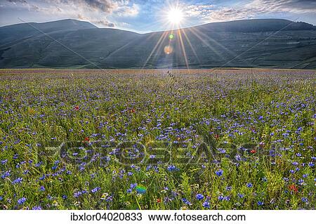 "Blooming meadow, Castelluccio di Norcia, Piano Grande, Monti Sibillini National Park, Umbria, Italy, Europe" View Large Photo Image Stock Image - "Blooming meadow, Castelluccio di Norcia, Piano Grande, Monti Sibillini National Park, Umbria, Italy, Europe". Fotosearch