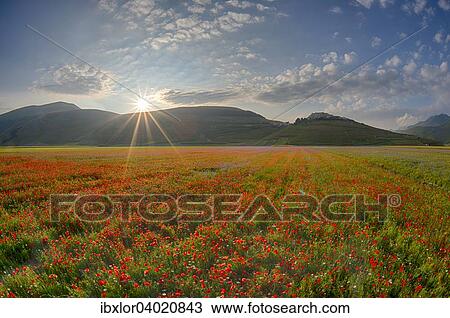 "Blooming meadow, Castelluccio di Norcia, Piano Grande, Monti Sibillini National Park, Umbria, Italy, Europe" View Large Photo Image Stock Image - "Blooming meadow, Castelluccio di Norcia, Piano Grande, Monti Sibillini National Park, Umbria, Italy, Europe". Fotosearch