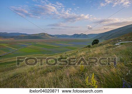 "Blooming meadow, Castelluccio di Norcia, Piano Grande, Monti Sibillini National Park, Umbria, Italy, Europe" View Large Photo Image Stock Image - "Blooming meadow, Castelluccio di Norcia, Piano Grande, Monti Sibillini National Park, Umbria, Italy, Europe". Fotosearch