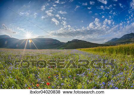 "Blooming meadow, Castelluccio di Norcia, Piano Grande, Monti Sibillini National Park, Umbria, Italy, Europe" View Large Photo Image Stock Photo - "Blooming meadow, Castelluccio di Norcia, Piano Grande, Monti Sibillini National Park, Umbria, Italy, Europe". Fotosearch