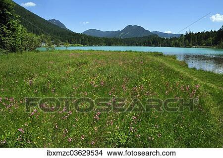Picture - "Blooming meadow with Ragged Robin (Lychnis flos-cuculi) beside the shimmering green Lake Hintersee, Ramsau bei Berchtesgaden, Berchtesgadener Land District, Upper Bavaria, Bavaria, Germany, Europe". Fotosearch