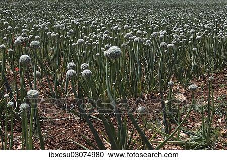 "Blooming onion field, Italy, Europe" View Large Photo Image Stock Image - "Blooming onion field, Italy, Europe". Fotosearch