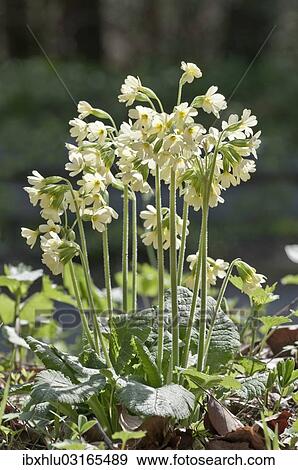"Blooming Oxlip (Primula elatior), Untergroningen, Abtsgmuend, Baden-Wurttemberg, Germany, Europe" View Large Photo Image Stock Photo - "Blooming Oxlip (Primula elatior), Untergroningen, Abtsgmuend, Baden-Wurttemberg, Germany, Europe". Fotosearch