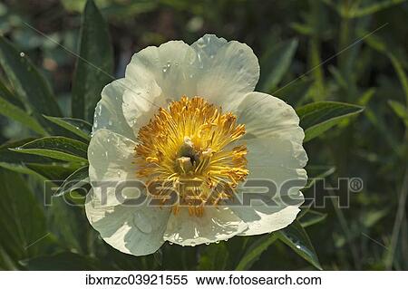 Blooming Peony Paeonia Lactiflora Claire De Lune With Water Drops Bavaria Germany Europe Stock Photography Ibxmzc Fotosearch