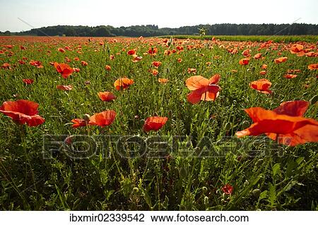 Stock Image - "Blooming poppy field near Wangen, Starnberg, Upper Bavaria, Bavaria, Germany, Europe". Fotosearch