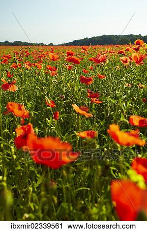 Stock Image - "Blooming poppy field near Wangen, Starnberg, Upper Bavaria, Bavaria, Germany, Europe". Fotosearch