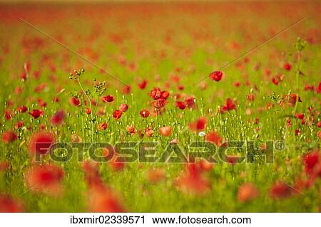 "Blooming poppy field near Wangen, Starnberg, Upper Bavaria, Bavaria, Germany, Europe" View Large Photo Image Stock Image - "Blooming poppy field near Wangen, Starnberg, Upper Bavaria, Bavaria, Germany, Europe". Fotosearch