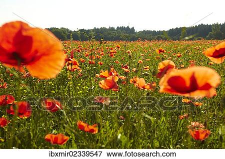 Stock Photo - "Blooming poppy field near Wangen, Starnberg, Upper Bavaria, Bavaria, Germany, Europe". Fotosearch