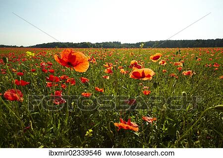 "Blooming poppy field near Wangen, Starnberg, Upper Bavaria, Bavaria, Germany, Europe" View Large Photo Image Stock Photograph - "Blooming poppy field near Wangen, Starnberg, Upper Bavaria, Bavaria, Germany, Europe". Fotosearch