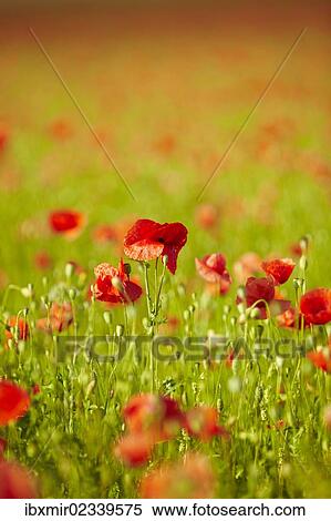 Stock Photography - "Blooming poppy field near Wangen, Starnberg, Upper Bavaria, Bavaria, Germany, Europe". Fotosearch