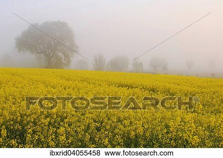 "Blooming rapeseed field in front of trees in fog at dawn, Rhine, Lower Rhine, North Rhine-Westphalia, Germany, Europe" View Large Photo Image Stock Photo - "Blooming rapeseed field in front of trees in fog at dawn, Rhine, Lower Rhine, North Rhine-Westphalia, Germany, Europe". Fotosearch