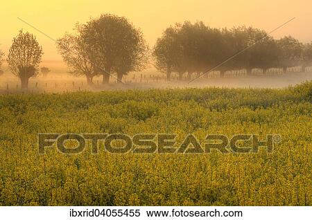 "Blooming rapeseed field in front of trees in fog at dawn, Rhine, Lower Rhine, North Rhine-Westphalia, Germany, Europe" View Large Photo Image Stock Photography - "Blooming rapeseed field in front of trees in fog at dawn, Rhine, Lower Rhine, North Rhine-Westphalia, Germany, Europe". Fotosearch