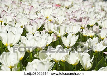 "Blooming white Tulips (Tulipa), Germany, Europe" View Large Photo Image Picture - "Blooming white Tulips (Tulipa), Germany, Europe". Fotosearch