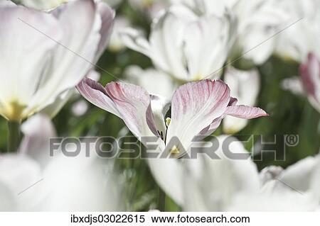 "Blooming white Tulips (Tulipa), Germany, Europe" View Large Photo Image Stock Photography - "Blooming white Tulips (Tulipa), Germany, Europe". Fotosearch