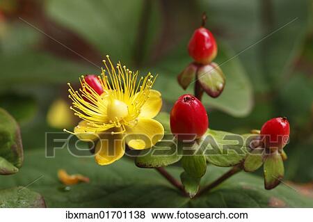 "Blossom and berries of Hypericum or St. John's Wort (Hypericum inodorum, 'Magical Passion'), shrub, garden plant" View Large Photo Image Stock Photo - "Blossom and berries of Hypericum or St. John's Wort (Hypericum inodorum, 'Magical Passion'), shrub, garden plant". Fotosearch