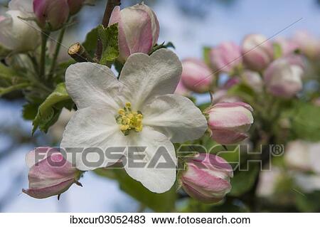 Stock Image - "Blossom, Cultivated Apple (Malus domestica, Boskoop), Thuringia, Germany, Europe". Fotosearch