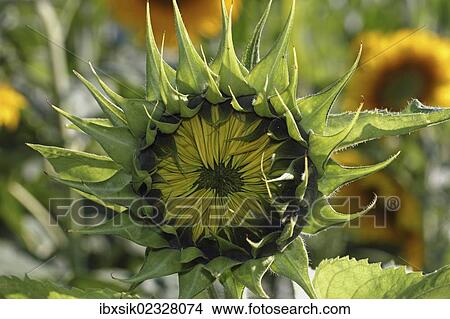 "Blossom, not yet open, sunflower (Helianthus annuus)" View Large Photo Image Picture - "Blossom, not yet open, sunflower (Helianthus annuus)". Fotosearch