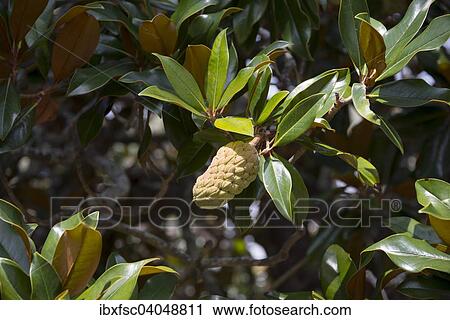 "Blossom of a rubber tree (Ficus elastica), Azores, Portugal, Europe" View Large Photo Image Stock Image - "Blossom of a rubber tree (Ficus elastica), Azores, Portugal, Europe". Fotosearch
