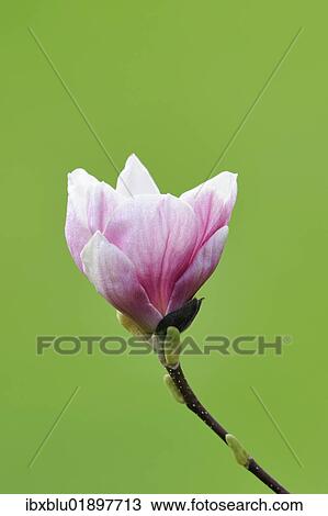 "Blossom of a saucer magnolia (Magnolia x soulangeana), Amabilis cultivar" View Large Photo Image Stock Image - "Blossom of a saucer magnolia (Magnolia x soulangeana), Amabilis cultivar". Fotosearch