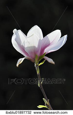 Stock Image - "Blossom of a saucer magnolia (Magnolia x soulangeana), Amabilis cultivar". Fotosearch