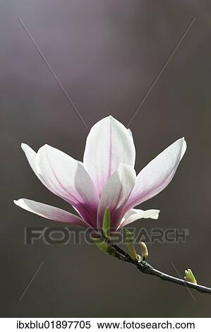 "Blossom of a saucer magnolia (Magnolia x soulangeana), Amabilis cultivar" View Large Photo Image Stock Photography - "Blossom of a saucer magnolia (Magnolia x soulangeana), Amabilis cultivar". Fotosearch