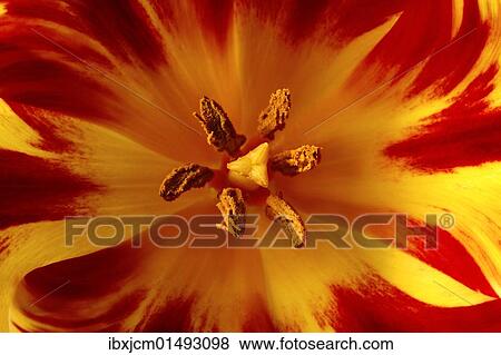 "Blossom of a tulip, close-up" View Large Photo Image Stock Photo - "Blossom of a tulip, close-up". Fotosearch