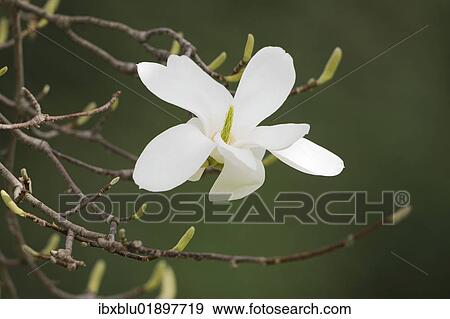 Blossom of a Yulan magnolia (Magnolia denudata) View Large Photo Image Stock Photo - Blossom of a Yulan magnolia (Magnolia denudata). Fotosearch