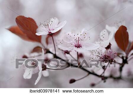 "Blossom of the cherry plum (Prunus cerasifera), North Rhine-Westphalia, Germany, Europe" View Large Photo Image Stock Image - "Blossom of the cherry plum (Prunus cerasifera), North Rhine-Westphalia, Germany, Europe". Fotosearch
