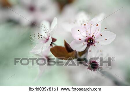"Blossom of the cherry plum (Prunus cerasifera), North Rhine-Westphalia, Germany, Europe" View Large Photo Image Stock Image - "Blossom of the cherry plum (Prunus cerasifera), North Rhine-Westphalia, Germany, Europe". Fotosearch
