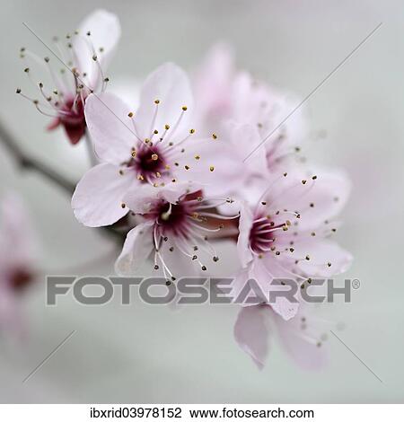"Blossom of the cherry plum (Prunus cerasifera), North Rhine-Westphalia, Germany, Europe" View Large Photo Image Stock Image - "Blossom of the cherry plum (Prunus cerasifera), North Rhine-Westphalia, Germany, Europe". Fotosearch