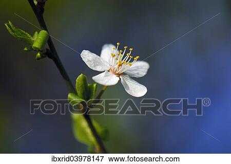 "Blossom of the cherry plum (Prunus cerasifera), North Rhine-Westphalia, Germany, Europe" View Large Photo Image Stock Photo - "Blossom of the cherry plum (Prunus cerasifera), North Rhine-Westphalia, Germany, Europe". Fotosearch
