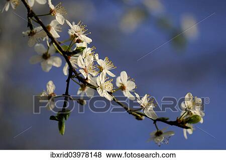 "Blossom of the cherry plum (Prunus cerasifera), North Rhine-Westphalia, Germany, Europe" View Large Photo Image Stock Photo - "Blossom of the cherry plum (Prunus cerasifera), North Rhine-Westphalia, Germany, Europe". Fotosearch