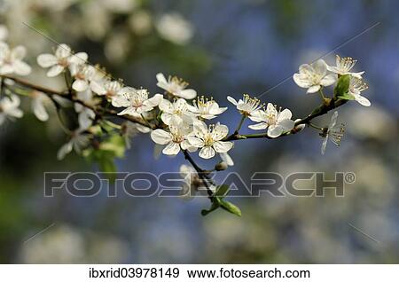 "Blossom of the cherry plum (Prunus cerasifera), North Rhine-Westphalia, Germany, Europe" View Large Photo Image Stock Photo - "Blossom of the cherry plum (Prunus cerasifera), North Rhine-Westphalia, Germany, Europe". Fotosearch