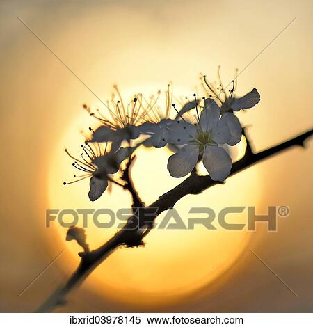 "Blossom of the cherry plum (Prunus cerasifera), North Rhine-Westphalia, Germany, Europe" View Large Photo Image Stock Photography - "Blossom of the cherry plum (Prunus cerasifera), North Rhine-Westphalia, Germany, Europe". Fotosearch