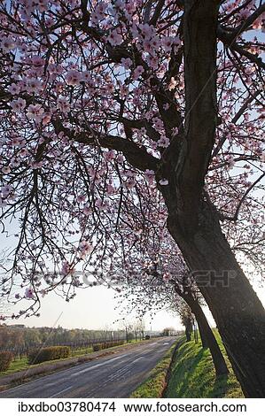 "Blossoming almond trees (Prunus dulcis), Rhineland-Palatinate, Germany, Europe" View Large Photo Image Picture - "Blossoming almond trees (Prunus dulcis), Rhineland-Palatinate, Germany, Europe". Fotosearch