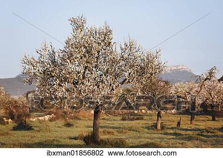 "Blossoming almond trees (Prunus dulcis), Campos, Majorca, Balearic Islands, Spain, Europe" View Large Photo Image Stock Image - "Blossoming almond trees (Prunus dulcis), Campos, Majorca, Balearic Islands, Spain, Europe". Fotosearch