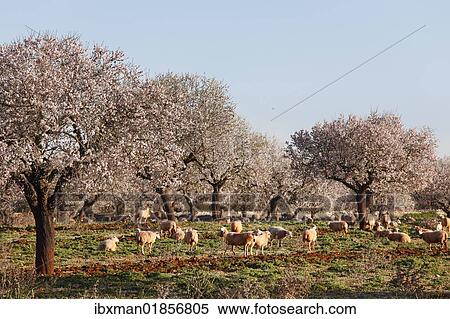 "Blossoming almond trees (Prunus dulcis), Campos, Majorca, Balearic Islands, Spain, Europe" View Large Photo Image Stock Photography - "Blossoming almond trees (Prunus dulcis), Campos, Majorca, Balearic Islands, Spain, Europe". Fotosearch